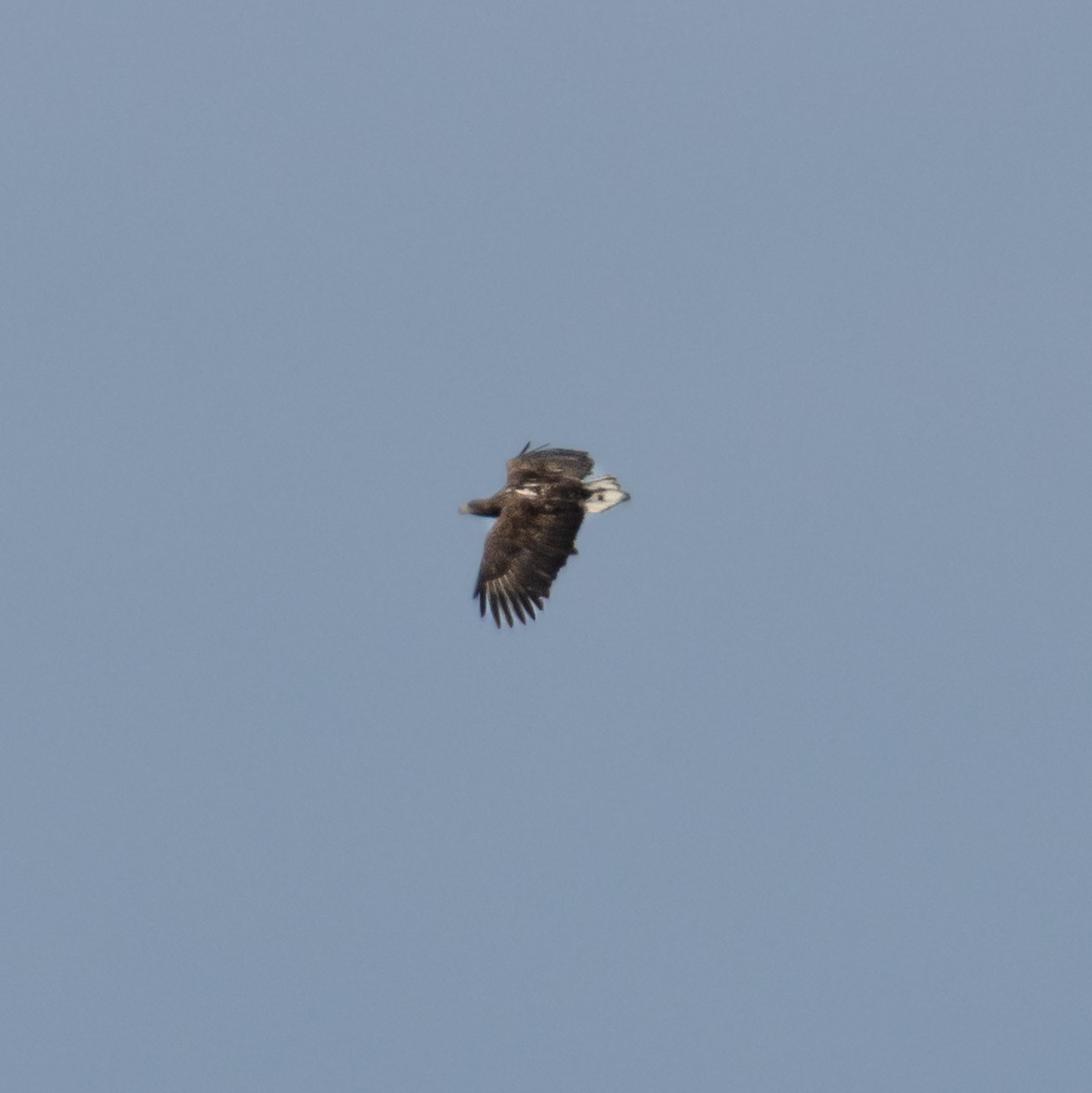 Eagle flying