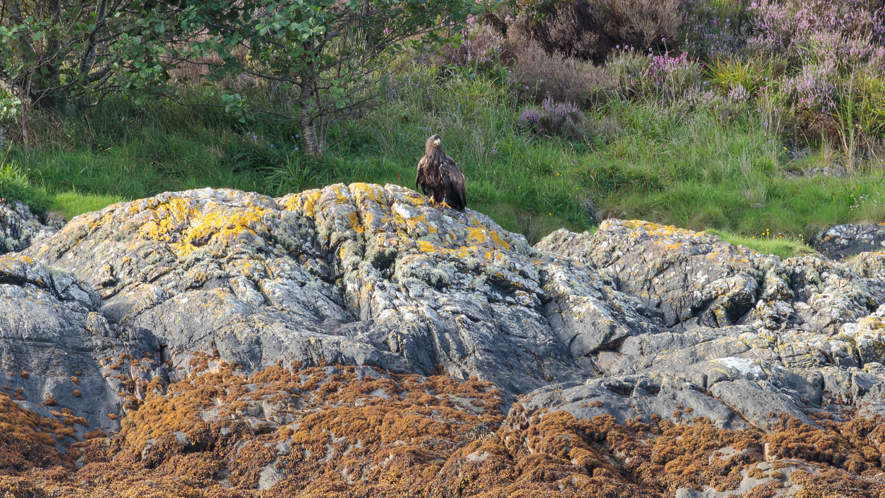 Eagle sitting on rock