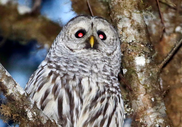 Killing Owls