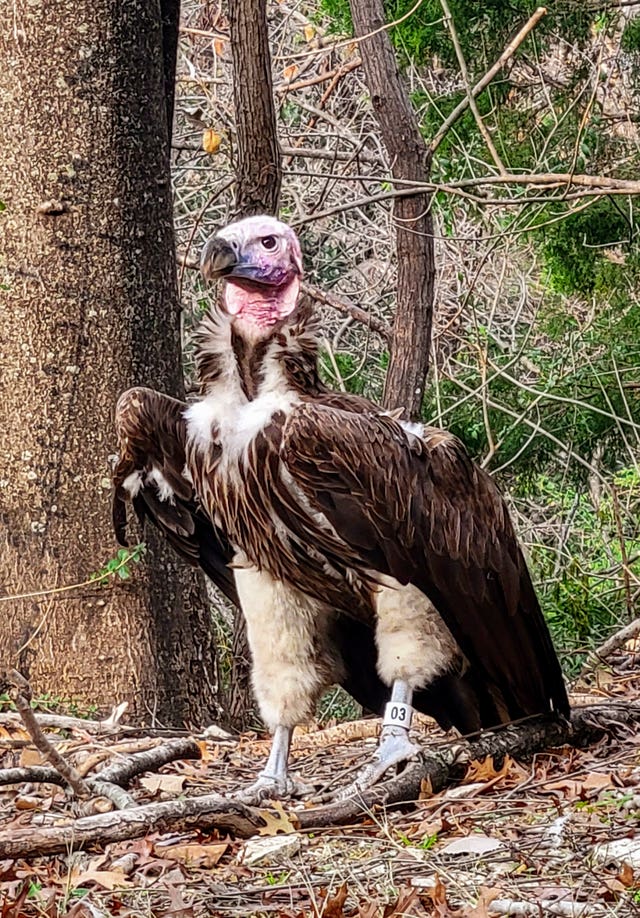 Dallas Zoo Missing Animals