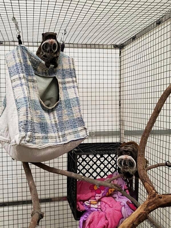 Dallas Zoo Missing Animals
