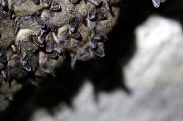 Imperiled Bats