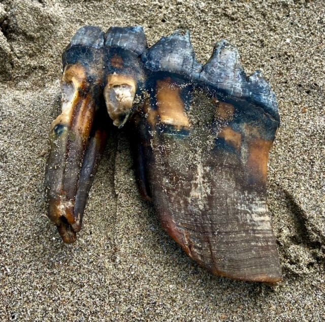 A Mastodon tooth in the sand at a beach in Aptos, California