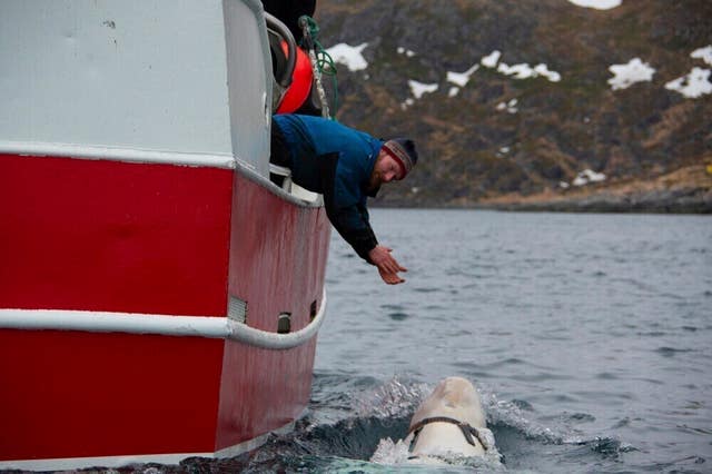 A man leans over a fishing boat and claps his hands as a beluga whale swims in the water.