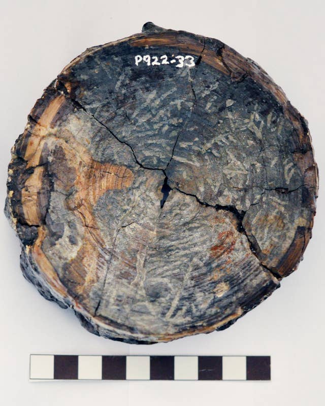 A 115-million-year-old vertebra