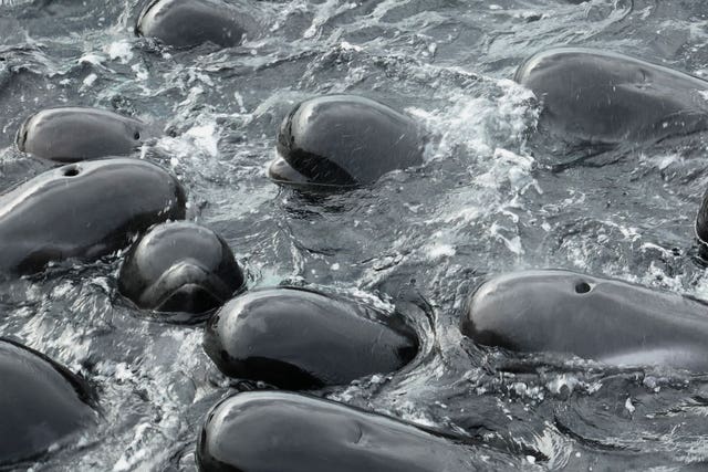 Australia Beached Whales
