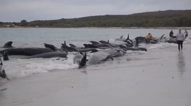 Australia Beached Whales
