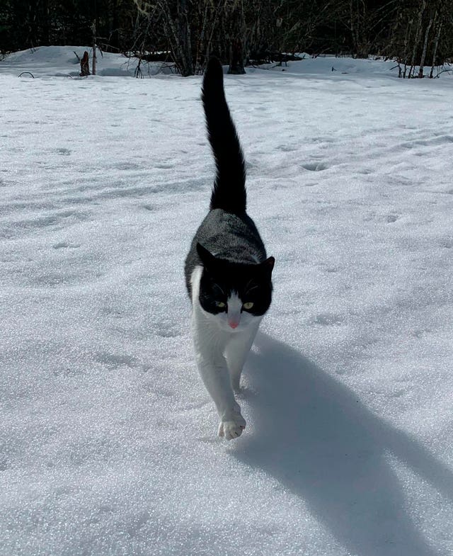 Alaska Flooding-Lucky Leo