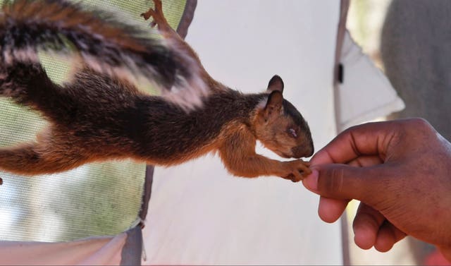 Niko, a pet squirrel, is fed by his owner, Yeison, in their tent at a migrant camp in Matamoros, Mexico