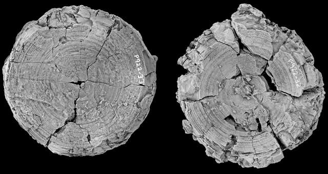 A 115-million-year-old vertebra
