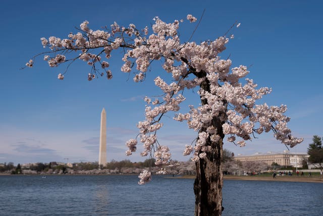 Cherry Blossoms Washington