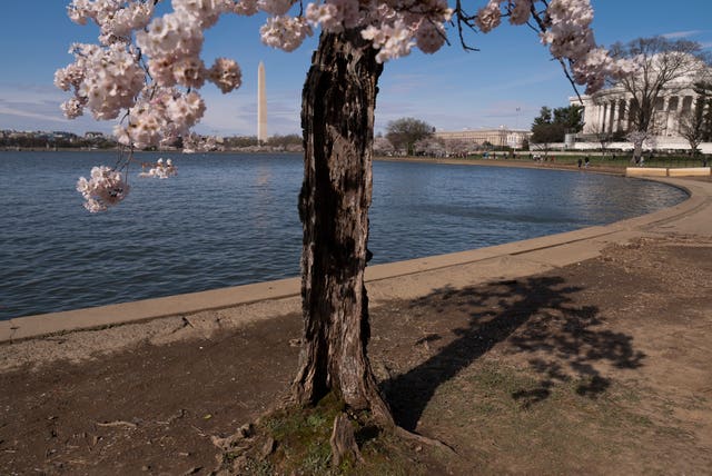 Cherry Blossoms Washington