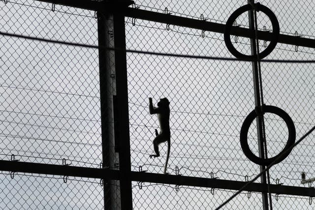 Monkey in a cage