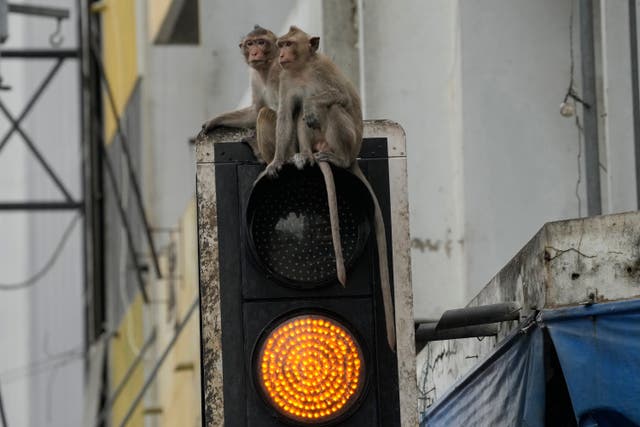 Monkeys