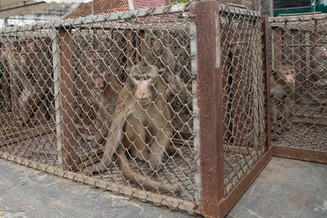 Monkey in a cage
