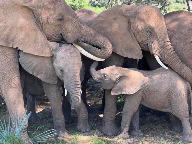 An African elephant family comforts a calf