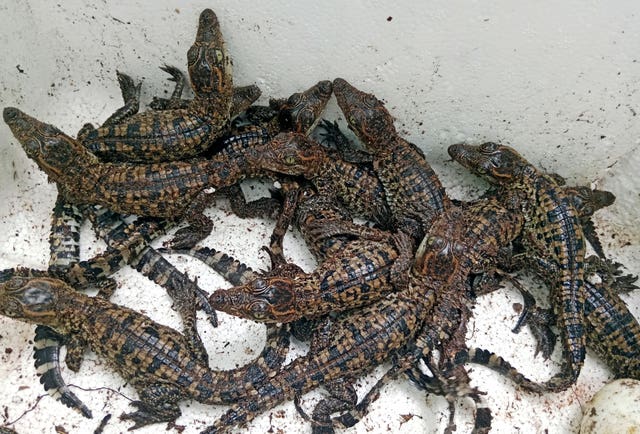 Siamese crocodiles