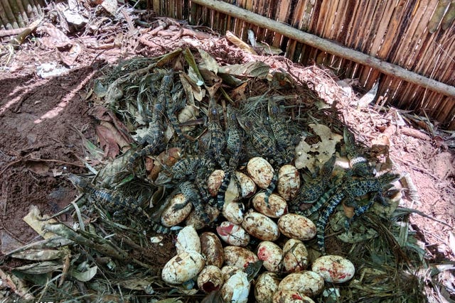 Siamese crocodile hatchlings