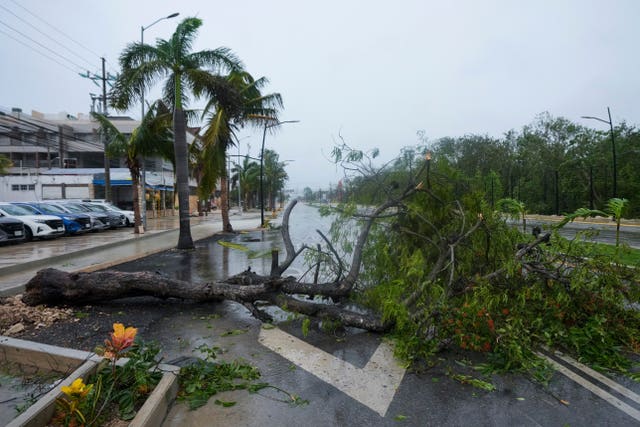 A tree uprooted by Hurricane Beryl lays on a street in Tulum, Mexico