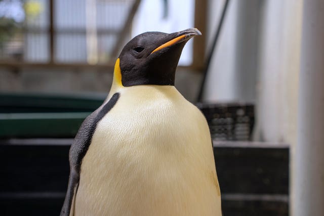 Australia Emperor Penguin