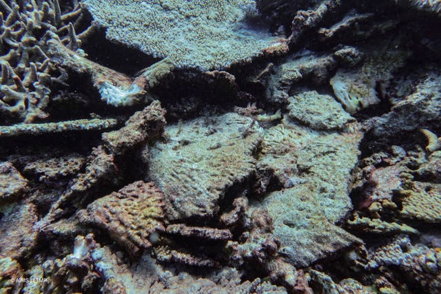 Australia Great Barrier Reef