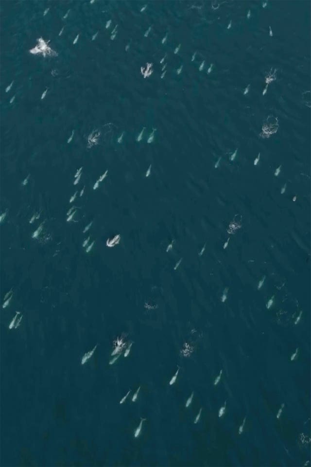 Dolphins-Super Pod-California