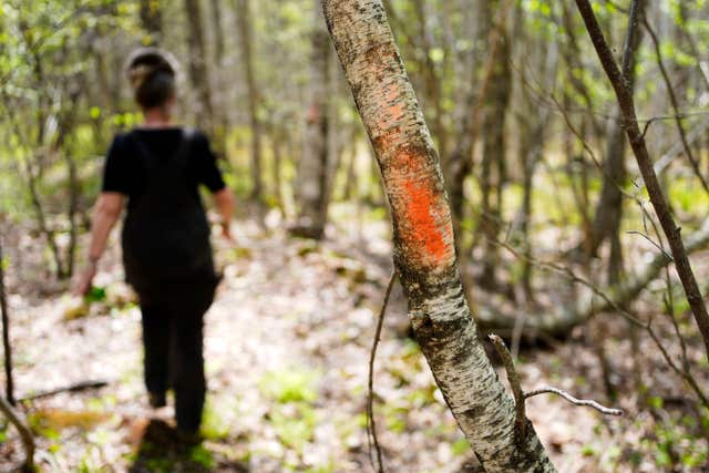 Heather Donahue in the woods