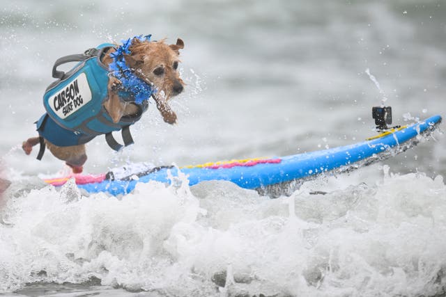 Dog jumps from surf board in breakers