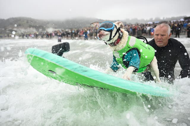 A dog wearing life vest and googles on a surf board