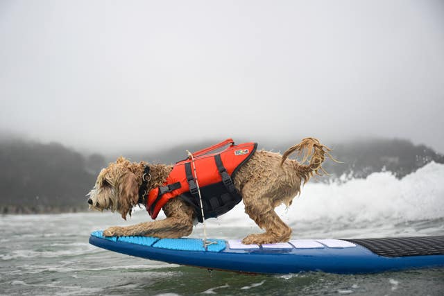 A dog on a surf board
