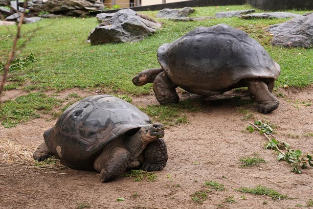 Tortoise Babies