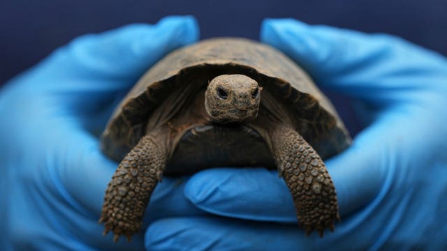 Tortoise Babies