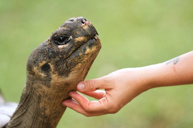 Tortoise Babies