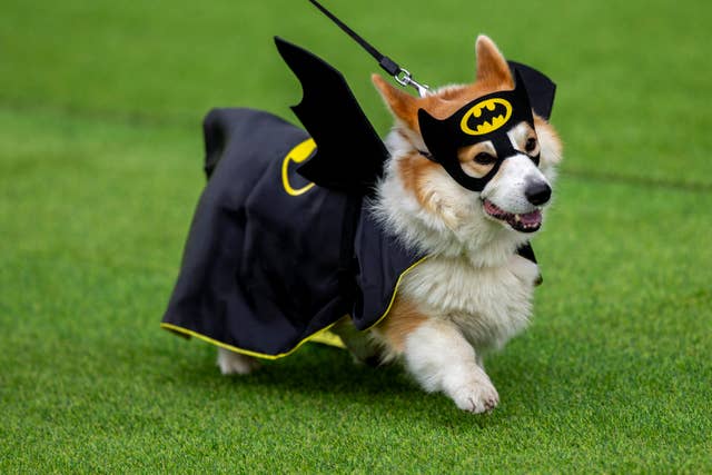 Lithuania Corgi Racing