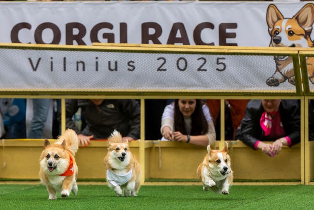 Lithuania Corgi Racing
