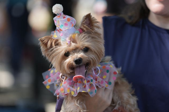 A dog dressed in a spotty hat and ruff