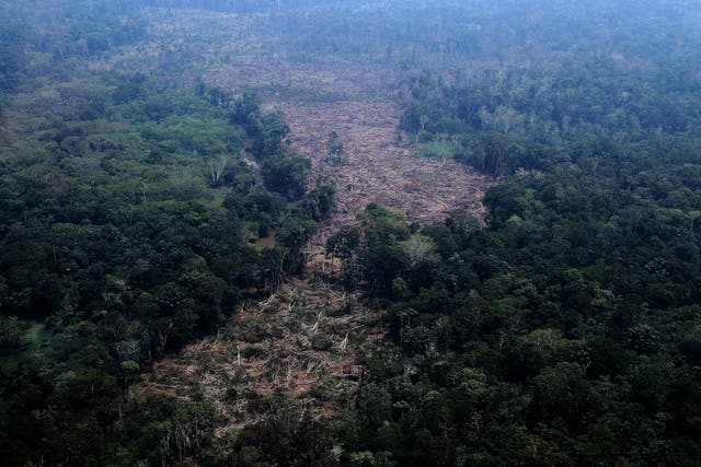 Trees in a deforested area of the Amazon rainforest in Brazil