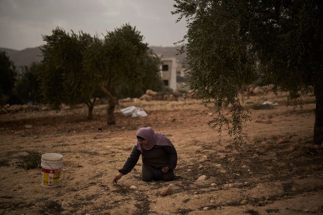 A Palestinian woman collecting olives from the ground