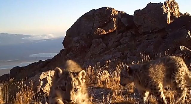 Snow leopards