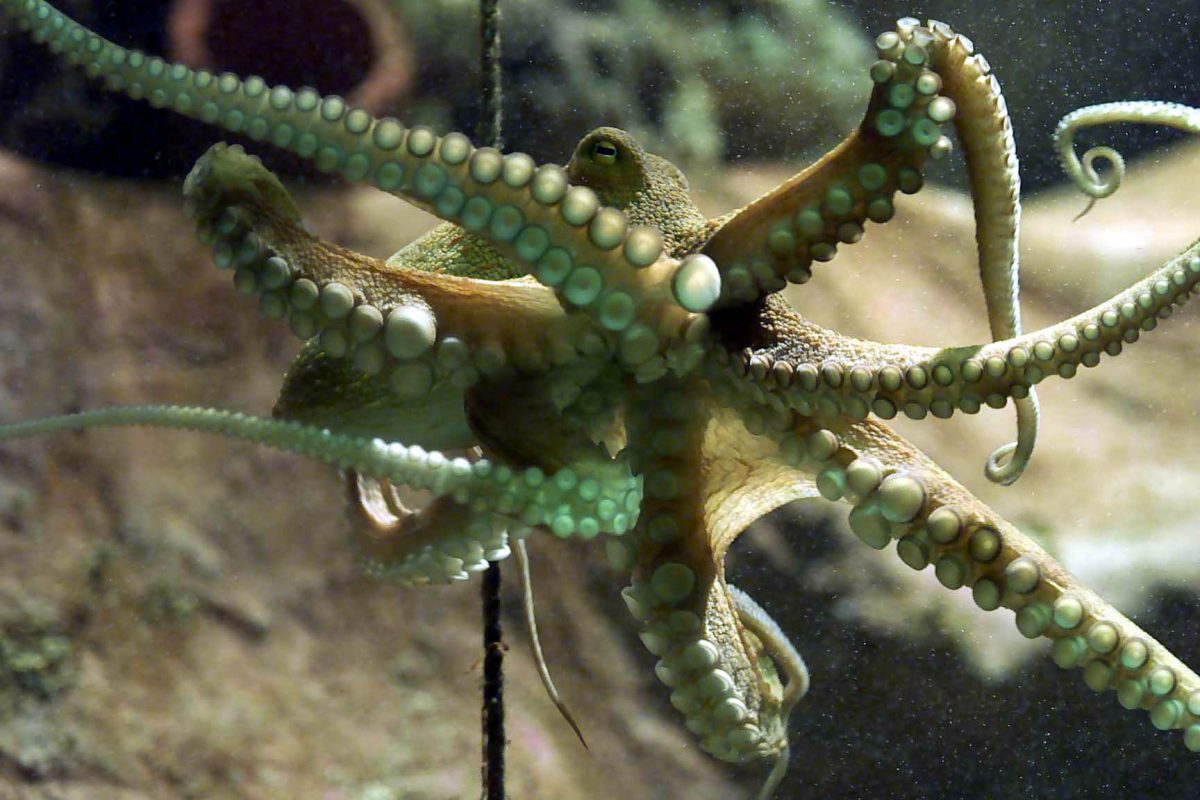 Octopus ‘created during evolutionary war more than 100 million years ...