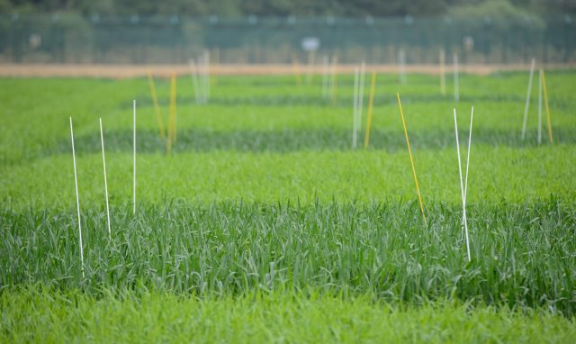 A general view of the site of a genetically modified crop trial at Rothamsted Research, in Harpenden, Hertfordshire (Dominic Lipinski/PA)