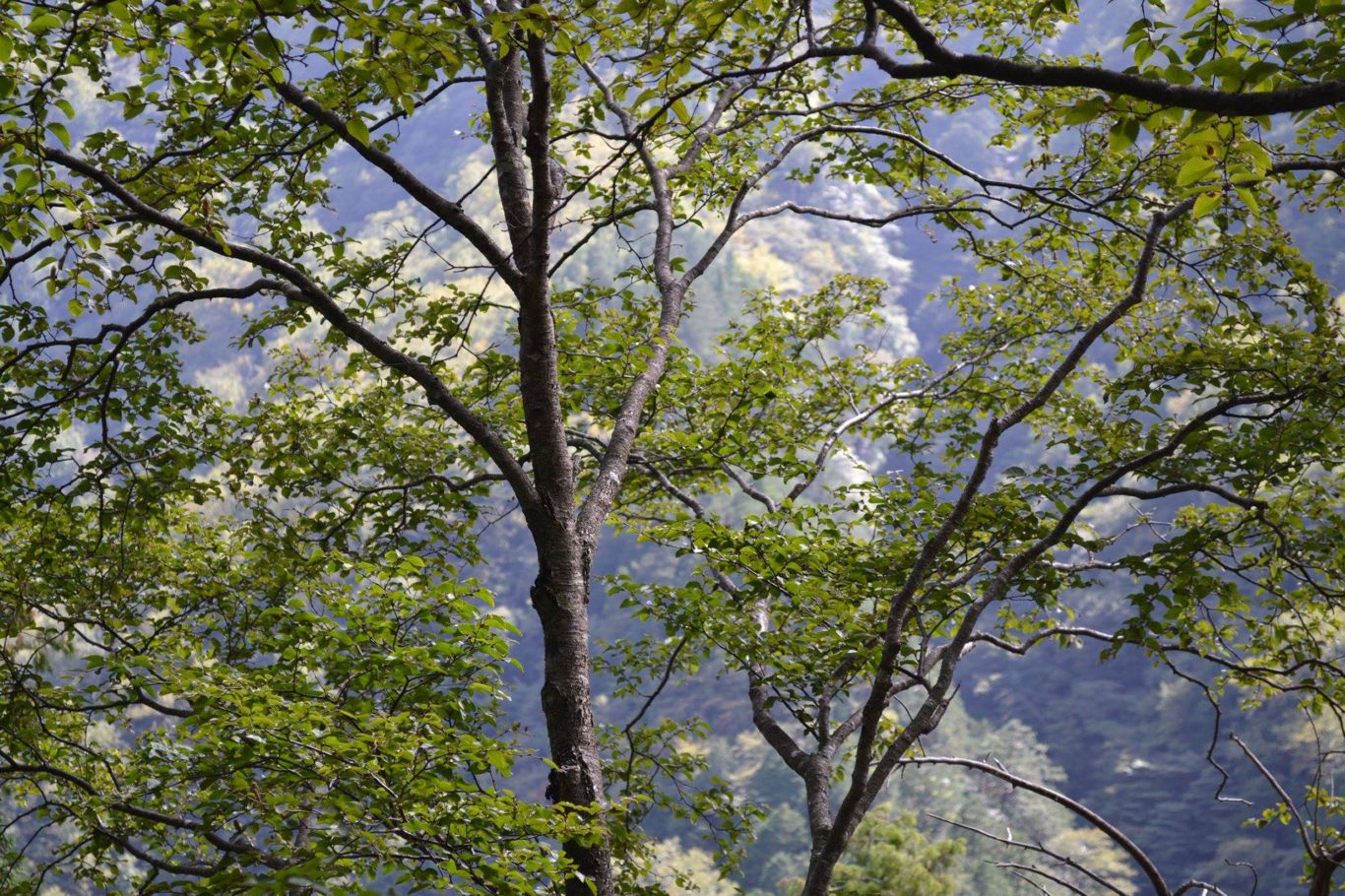 Special trees. Виды деревьев. Таксономия дерево.