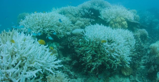 The full length of the Great Barrier Reef has suffered severe bleaching