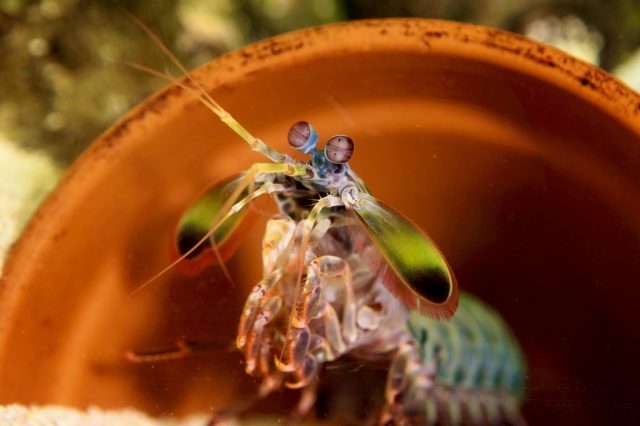 A mantis shrimp
