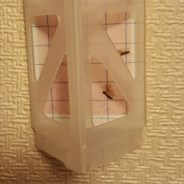 Clothes moths in a moth pheromone trap (PA)