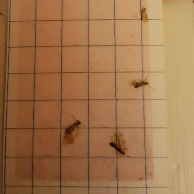 Clothes moths caught in a moth pheromone trap (PA)