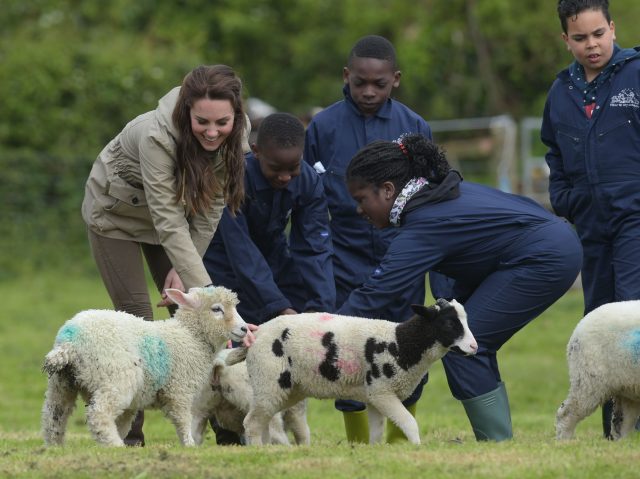 The Duchess of Cambridge feeding a lamb