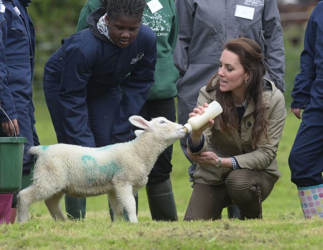 The Duchess of Cambridge feeding a lamb