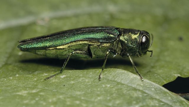 An emerald ash borer (Royal Botanic Gardens, Kew/PA)