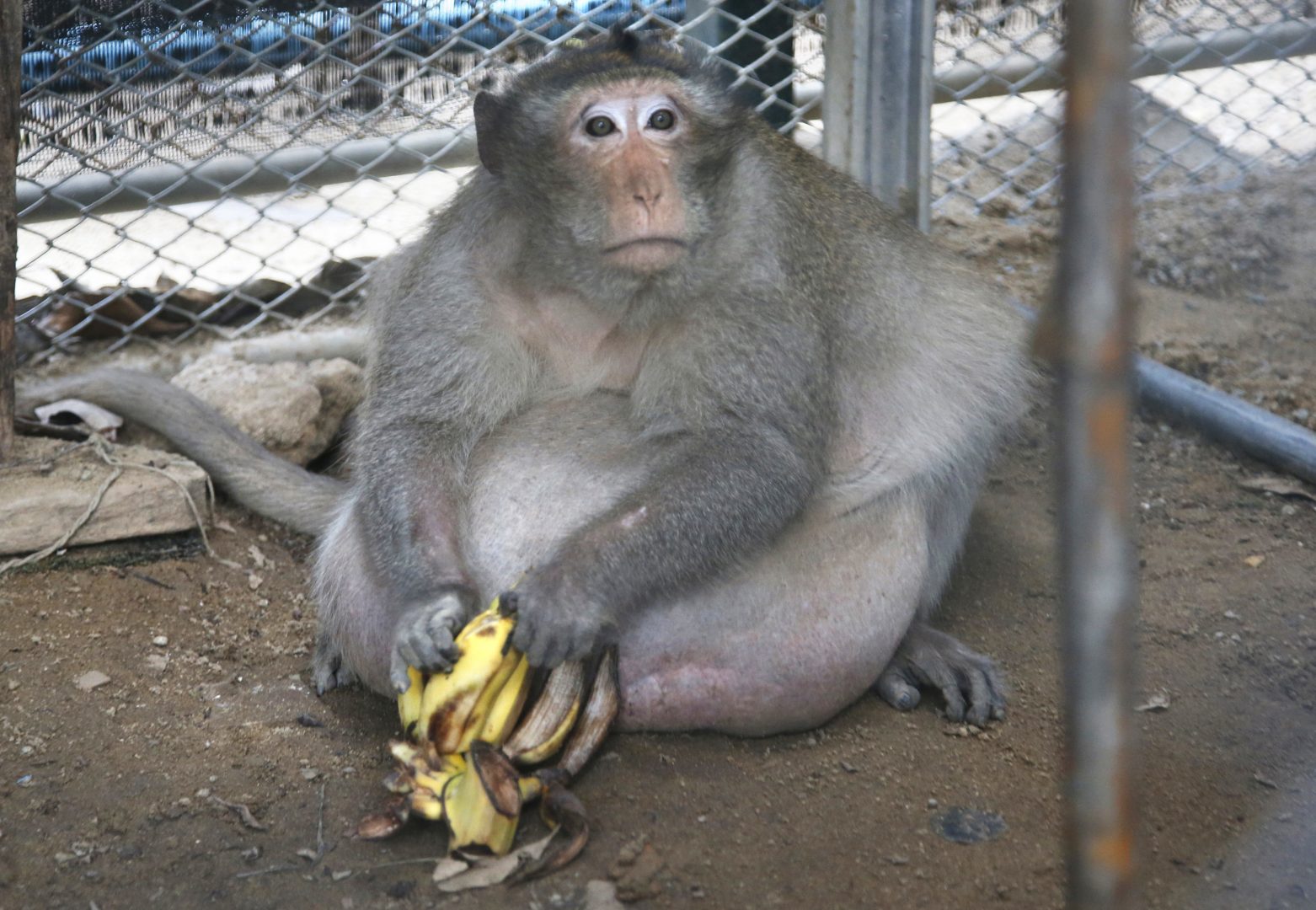 In video: Chunky monkey put on diet after gorging on junk food.